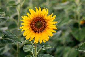 Fotografie Sunflower natural background. Sunflower blooming. Close-up, Rapeepong Puttakumwong