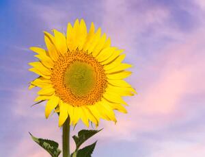 Fotografie Sunflower flower in spring against the, Jose A. Bernat Bacete