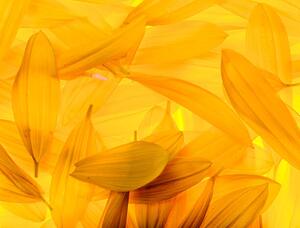 Fotografie Sunflower petals, vkbhat