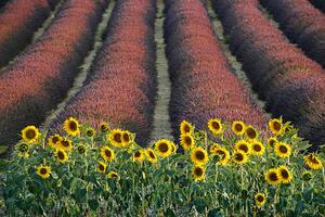 Fotografie Sunflowers, lavender, Valensole, Provence, France, David Clapp