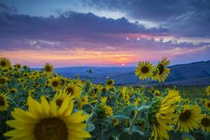 Fotografie Beautiful landscape with sunflowers, Guido Cozzi/Atlantide Phototravel