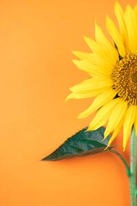 Fotografie Sunflower, pepifoto