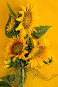 Fotografie Sunflowers on Yellow, Kathryn8