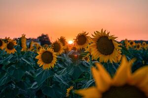 Fotografie Sunflower field at beautiful sunset., wilatlak villette