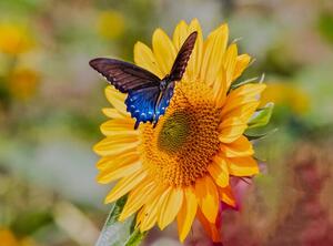 Fotografie Swallowtail on Sunflower, Dennis Govoni