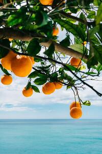 Ilustrace Amalfi Coast Oranges, Bethany Young
