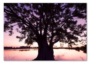 Foto-obraz fotografie na skle Stromy a jezero osh-90878216