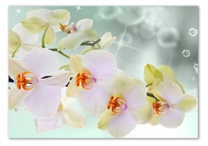 Foto obraz fotografie na skle Bílá orchidej osh-91133337