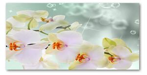 Foto obraz fotografie na skle Bílá orchidej osh-91133337