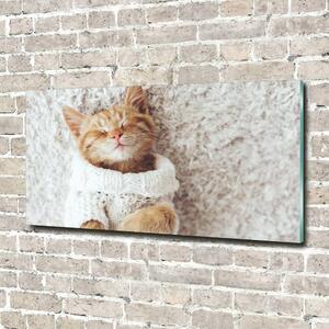 Foto-obraz fotografie na skle Kočka ve svetru osh-92307728
