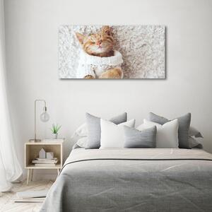 Fotoobraz fotografie na plátně Kočka ve svetru oc-92307728