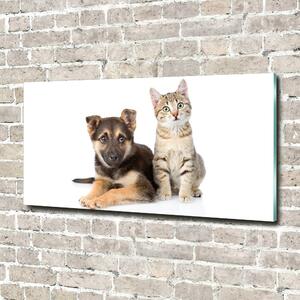 Foto-obraz na skle horizontální Pes a kočka osh-94452483