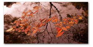Moderní skleněný obraz z fotografie Listí na vodě osh-94898362