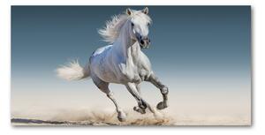 Foto-obraz na skle horizontální Bílý kůň ve cvalu osh-95257889