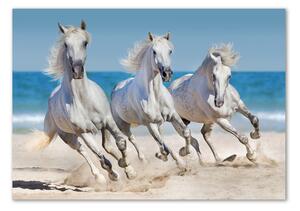 Foto-obraz na skle Bílí koně pláž osh-95257914