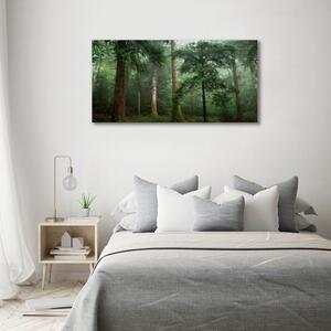 Foto obraz na plátně Mlha v lese oc-95330664