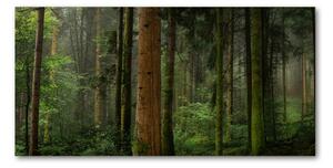 Foto obraz sklo tvrzené Mlha v lese osh-95353064