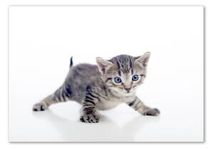 Foto-obrah sklo tvrzené Malá kočka osh-95620650
