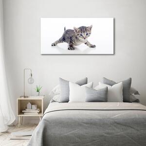 Foto obraz na plátně do obýváku Malá kočka oc-95620650