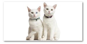 Foto-obraz skleněný horizontální Bílé kočky osh-97350767