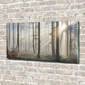 Fotoobraz na skle Mlha v lese osh-98968412