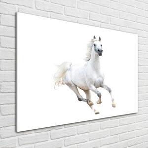 Foto-obraz skleněný horizontální Bílý arabský kůň osh-99028092