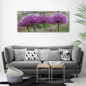 Foto obraz na plátně do obýváku Květ česneku oc-99551256