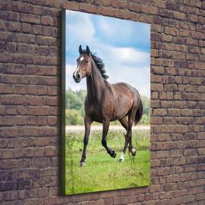 Vertikální Vertikální Foto obraz na plátně do obýváku Kůň na poli ocv-100002139