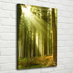 Vertikální Foto obraz na plátně Slunce v lese ocv-10017097