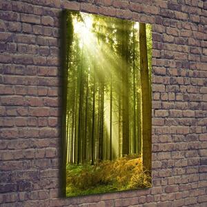 Vertikální Foto obraz na plátně Slunce v lese ocv-10017097