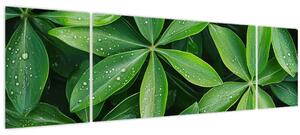 Obraz - Listy s kapkami rosy (170x50 cm)