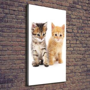 Vertikální Foto obraz na plátně Šedá a červená kočka ocv-101681955