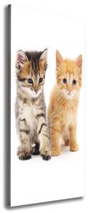 Vertikální Foto obraz na plátně Šedá a červená kočka ocv-101681955