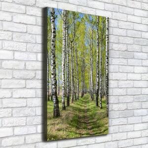 Vertikální Foto obraz canvas Břízový les ocv-102231208