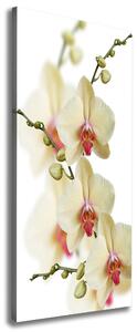 Vertikální Vertikální Foto obraz na plátně do obýváku Orchidej ocv-102443917