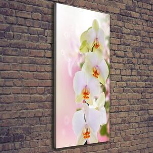 Vertikální Foto obraz na plátně Bílá orchidej ocv-103974386