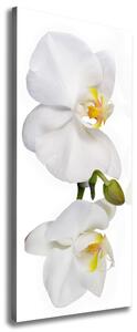 Vertikální Foto obraz na plátně Bílá orchidej ocv-103920801