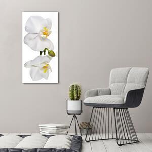 Vertikální Foto obraz na plátně Bílá orchidej ocv-103920801