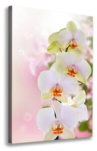 Vertikální Foto obraz na plátně Bílá orchidej ocv-103974386
