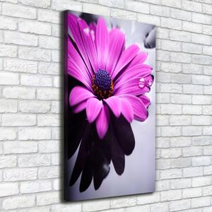 Foto-obraz canvas do obýváku Růžová gerbera ocv-104053300