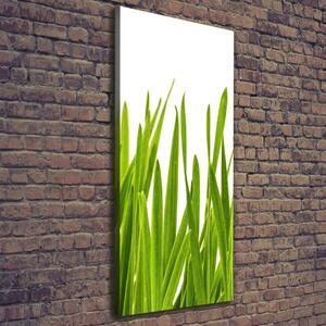 Vertikální Foto obraz na plátně Zelená tráva ocv-104077320