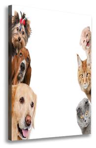 Vertikální Vertikální Foto obraz na plátně do obýváku Psy a kočky ocv-104206550