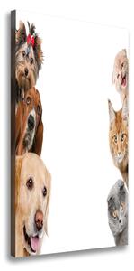Vertikální Vertikální Foto obraz na plátně do obýváku Psy a kočky ocv-104206550