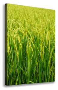 Foto-obraz canvas do obýváku Plantáž rýže ocv-104337572