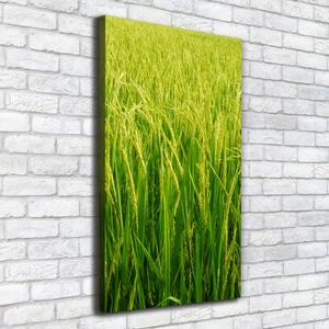 Foto-obraz canvas do obýváku Plantáž rýže ocv-104337572