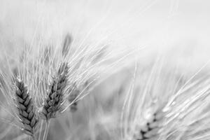 Tapeta černobílé pšeničné pole - 150x100 cm