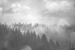 Tapeta černobílý les v mlze - 300x200 cm