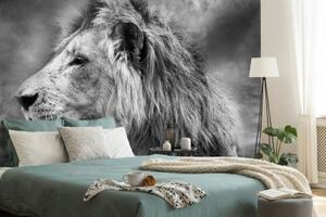 Samolepící tapeta africký lev v černobílém provedení - 375x250 cm