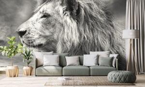 Samolepící tapeta africký lev v černobílém provedení - 375x250 cm