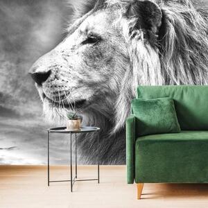 Samolepící tapeta africký lev v černobílém provedení - 300x200 cm